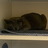 adopt a pet