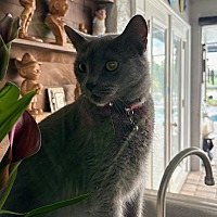 adopt a pet