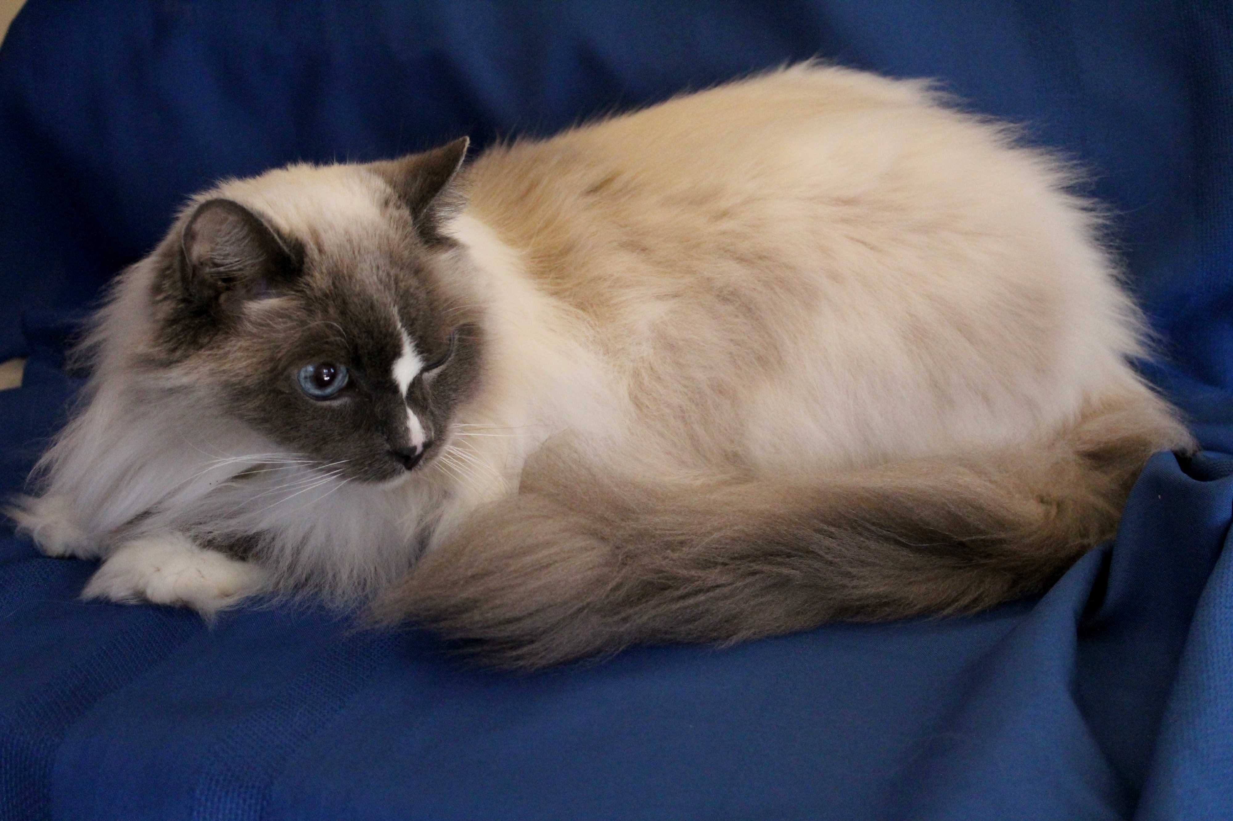 26 Top Images Declawed Cat For Adoption Baltimore - Cat for adoption - Lucinda - Siamese Front Paw Declawed, a ...