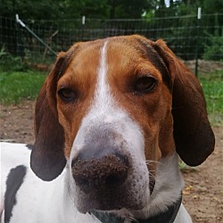 Photo of Rufus (CP)