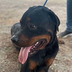 Thumbnail photo of RINGO ROTTIE #4