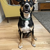 adopt a pet