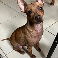 adopt a pet