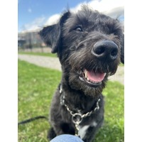 adopt-pet