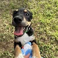 adopt a pet