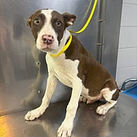 adopt a pet