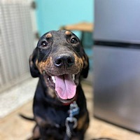 adopt a pet