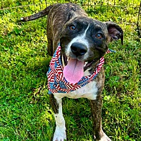 BACON ~ MEET ME! - Boxer / American Pit Bull Terrier available for adoption