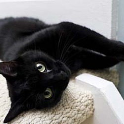 Thumbnail photo of Blackie - sociable lap cat #1