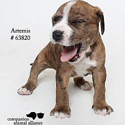Thumbnail photo of Artemis (Foster) #2