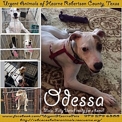 Thumbnail photo of Odessa #1