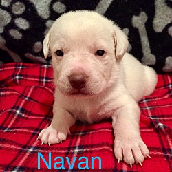 Thumbnail photo of Navan #1