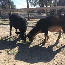 bonded pet photo