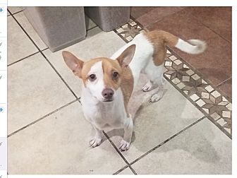 charlie's little dog house