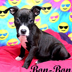 Thumbnail photo of Bon-Bon~adopted! #1