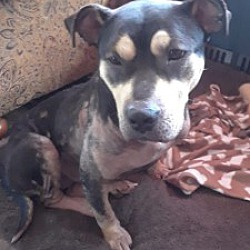 Photo of Thelma (Bulldog x)