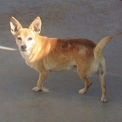 Thumbnail photo of Yote-Would love a FOSTER home. #2