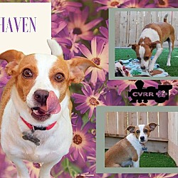 Photo of Haven