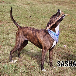 Thumbnail photo of Sasha #2