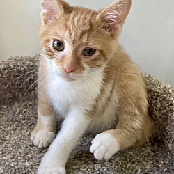 Thumbnail photo of Biscuit (Pending Adoption) #3