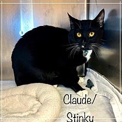 Thumbnail photo of CLAUDE/STINKY (R) #2