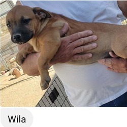 Photo of Wila