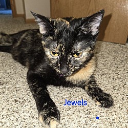 Photo of Jewels