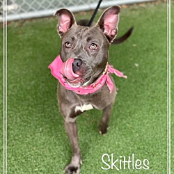 Thumbnail photo of SKITTLES #4