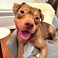 adopt a pet