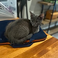 adopt a pet