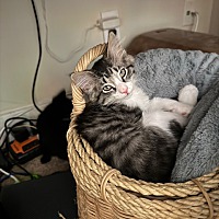 adopt a pet