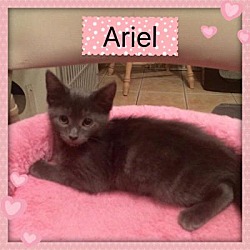 Thumbnail photo of ARIEL #1