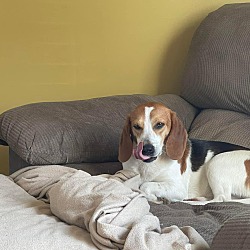 Photo of Misty (3 Beagles)