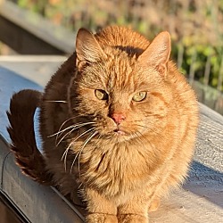 Photo of Kosmo