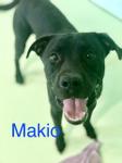 Photo of Makio