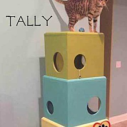 Thumbnail photo of Tally #3