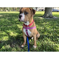 Photo of GOOSE