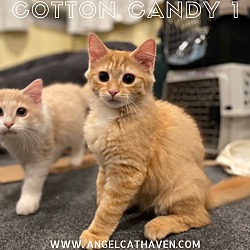 Thumbnail photo of Cotton Candy 1 #1