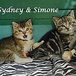 Photo of SIMONE (adopt w/SYDNEY