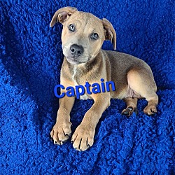 Photo of Captain (Rehoming Fee $300)