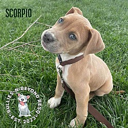 Thumbnail photo of Zodiac Litter: Scorpio #3