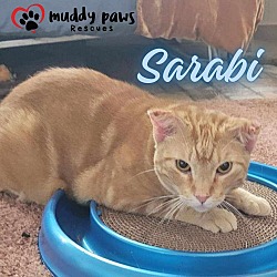 Photo of Sarabi