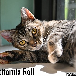 Thumbnail photo of Catifornia Roll #1