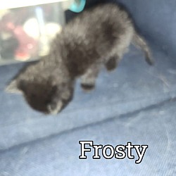 Thumbnail photo of Frosty #3