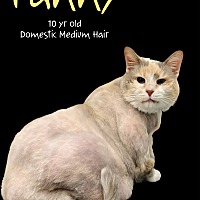 adopt a pet