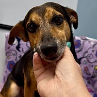 adopt a pet