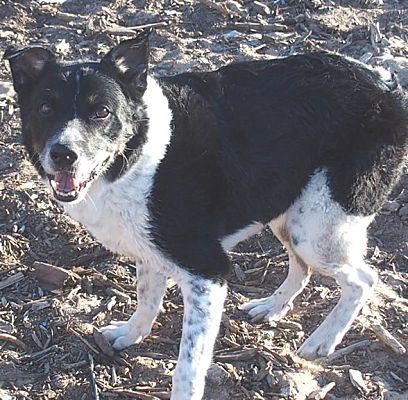 Mcnab sales blue heeler