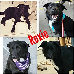 Thumbnail photo of Roxie #4