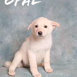 Photo of OPAL