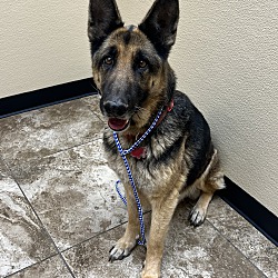 Photo of Dixie